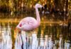 Shocking Flamingo Heist Ends Badly